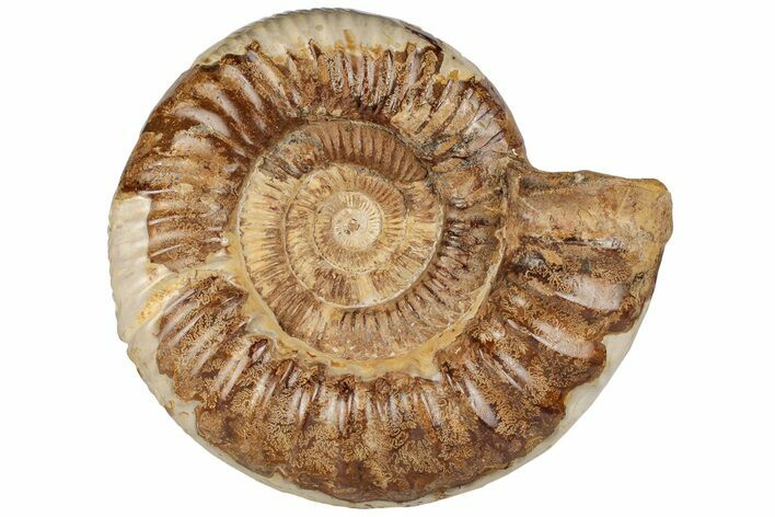 Jurassic Ammonite (Perisphinctes) - Madagascar #199235